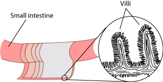 Small intestines and villi
