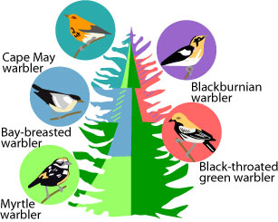 Warbler varieties