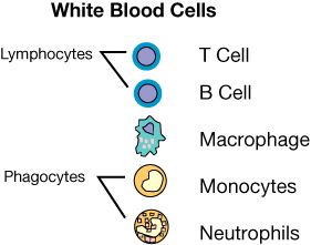 White blood cells