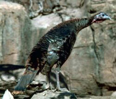 Wild turkey