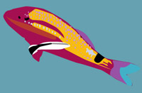 Wrasse with larger fish