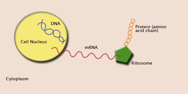 image showing the process from dna to rna to the development of the protein