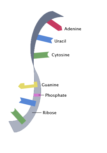 RNA showing nucleotides adenine, guanine, uracil and cytosine