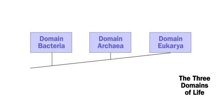 The Three Domains