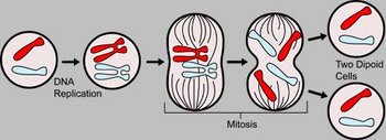 Mitosis
