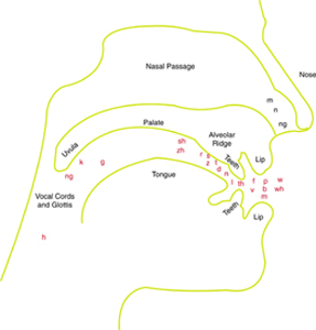 Speech organs and locations