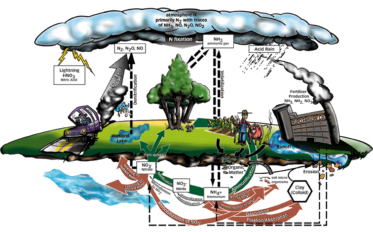 Nitrogen cycle