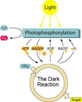 Photosynthesis