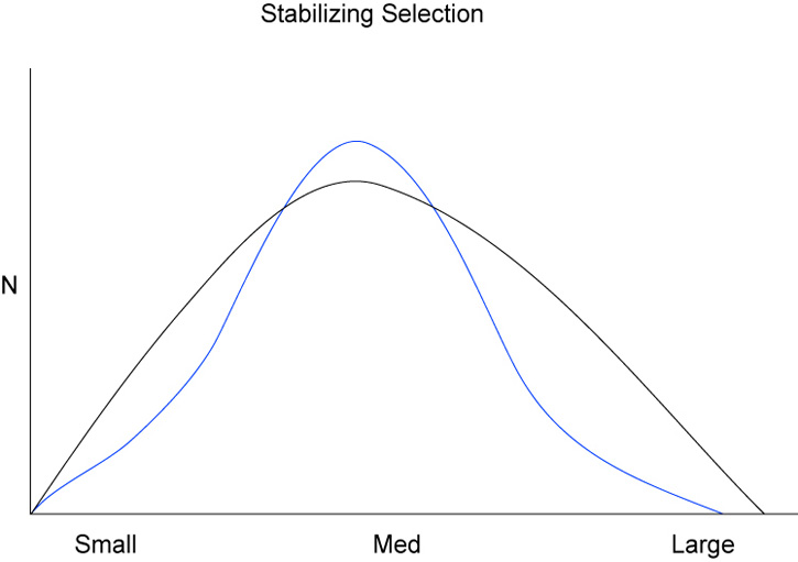Stabilizing selection